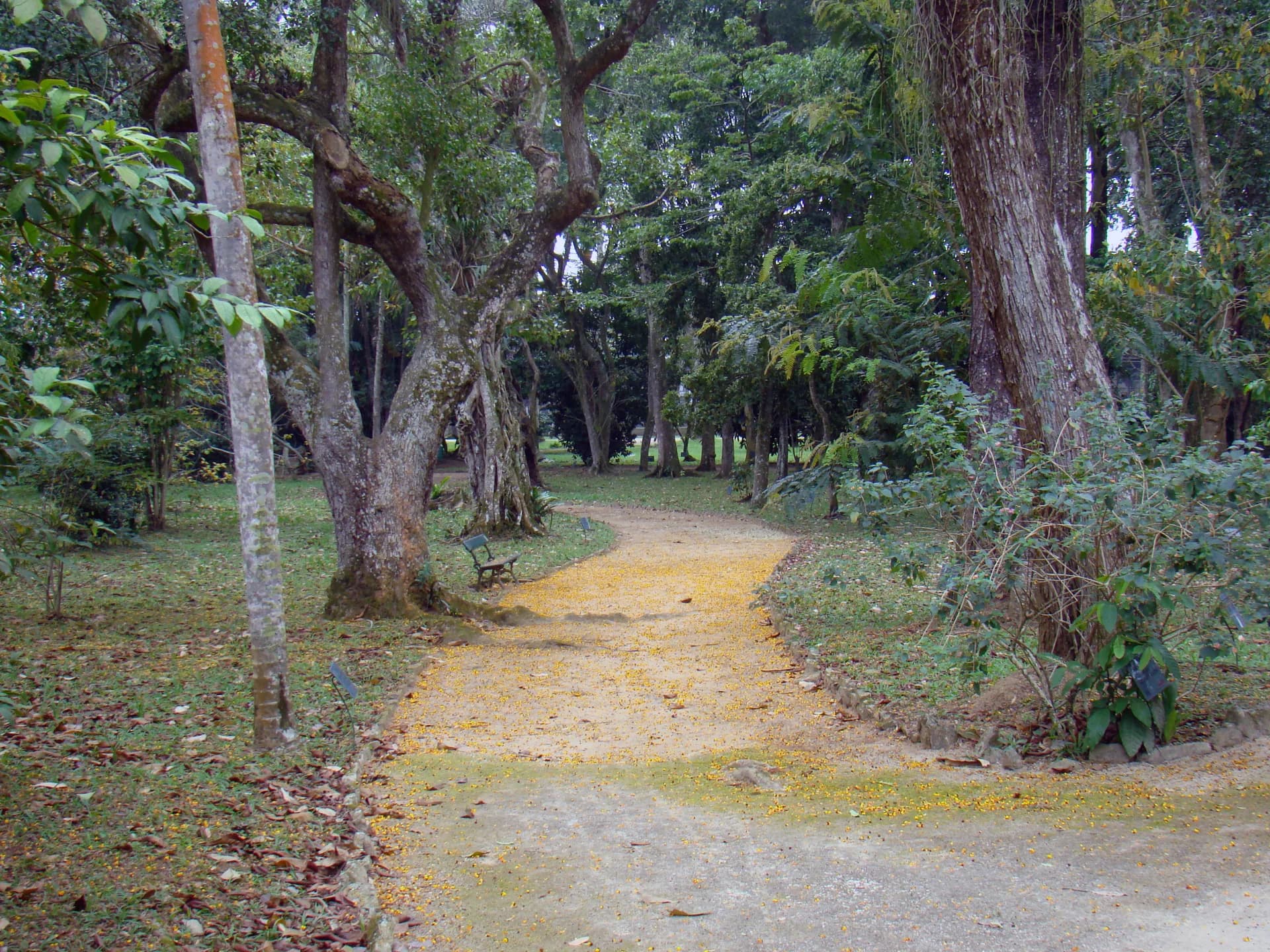 Jardim Botânico do Rio de Janeiro — Palmeiras Imperiais e natureza no coração da Zona Sul